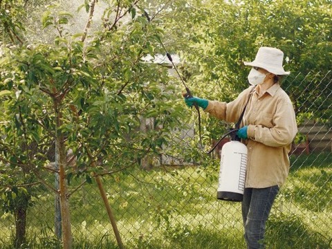Technician spraying pesticide on garden plants