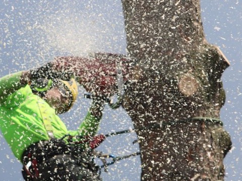 Arborist cutting a tree trunk with a chainsaw